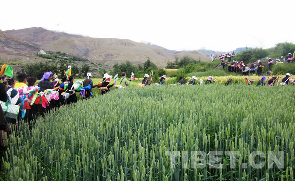 Le Tibet célèbre le ? Festival Ongkor ? en prévision de la récolte