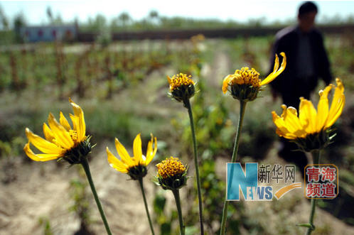 Quatre bases de médecine chinoise et tibétaine seront construites au Qinghai