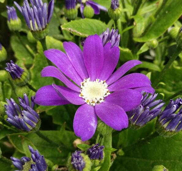 Lhassa : Les fleurs décorent le Nouvel An tibétain