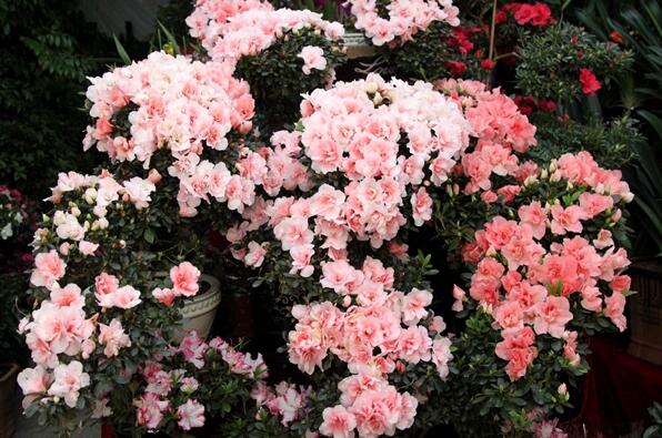 Lhassa : Les fleurs décorent le Nouvel An tibétain