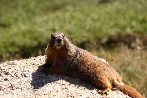 marmotte