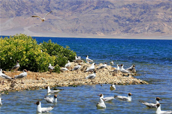 Ilot des oiseaux