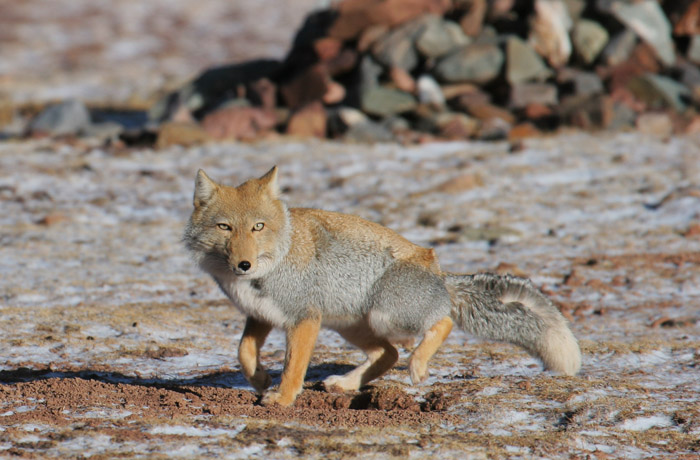 Histoire du renard tibétain