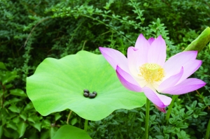 Des lotus vieux de plus de 600 ans fleurissent à Beijing