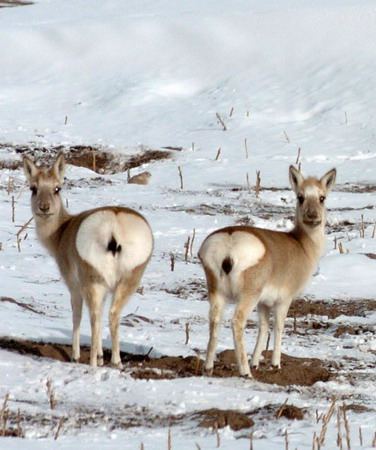 Les gazelles mignons à ? derrière blanc en forme de coeur ?