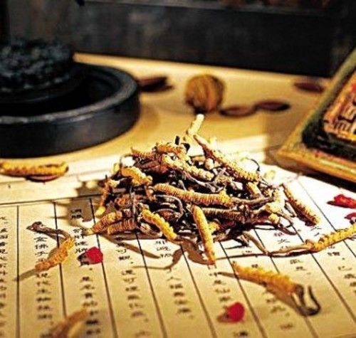 Chercheurs : les ressources de cordyceps du Qinghai ont chuté et ont besoin de protection