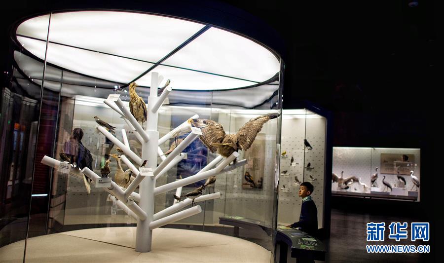 Un enfant admire la taxidermie des animaux du plateau dans le Musée des sciences naturelles du Tibet.