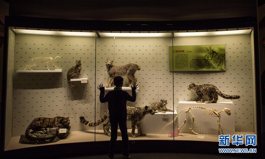 Un enfant admire la taxidermie des animaux du plateau dans le Musée des sciences naturelles du Tibet.