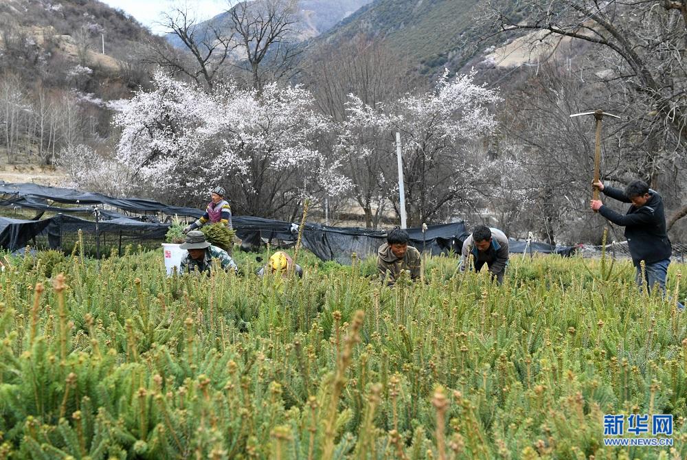 Chamdo au Tibet : Combattre la pauvreté par la plantation