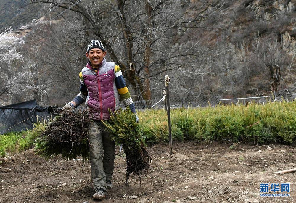 Chamdo au Tibet : Combattre la pauvreté par la plantation