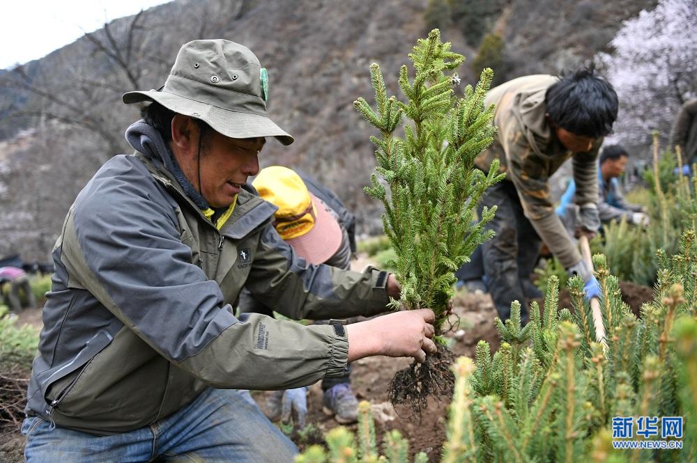 Chamdo au Tibet : Combattre la pauvreté par la plantation