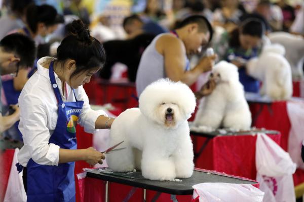 Les Chinois dépensent de plus en plus pour leurs animaux domestiques