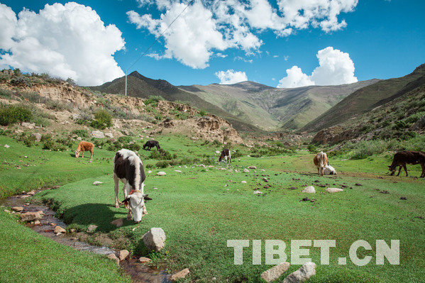 Le premier Festival de floraison des pêchers s’ouvrira dans le village de Dadong de Lhassa en mai