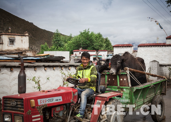 Le premier Festival de floraison des pêchers s’ouvrira dans le village de Dadong de Lhassa en mai