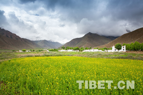 Le premier Festival de floraison des pêchers s’ouvrira dans le village de Dadong de Lhassa en mai