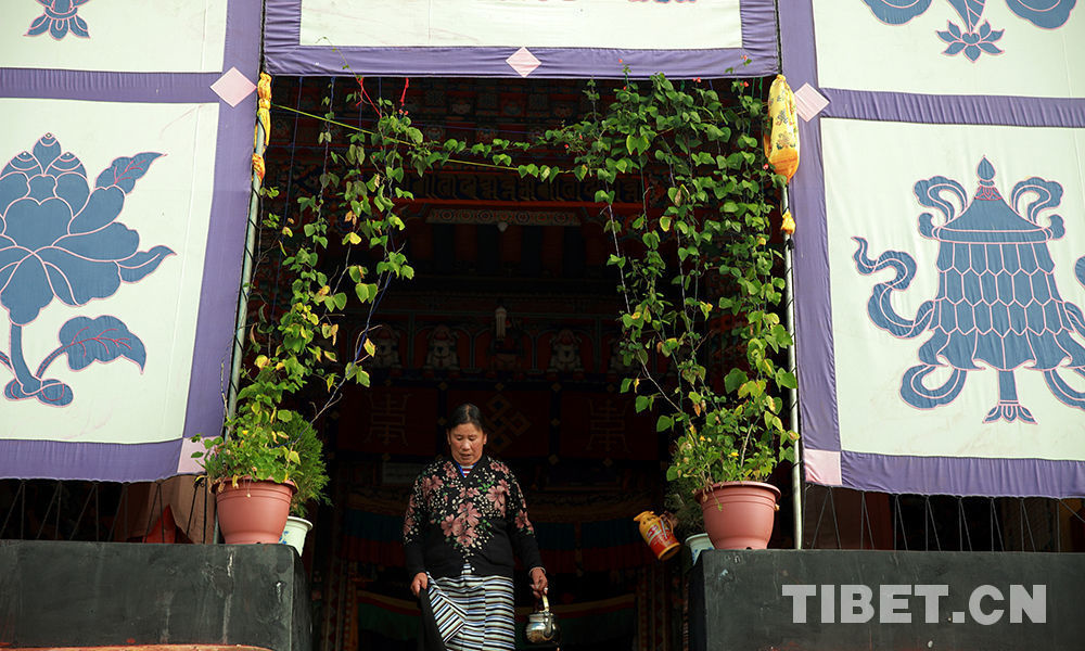 Les fleurs kelsang du monastère Sangngak