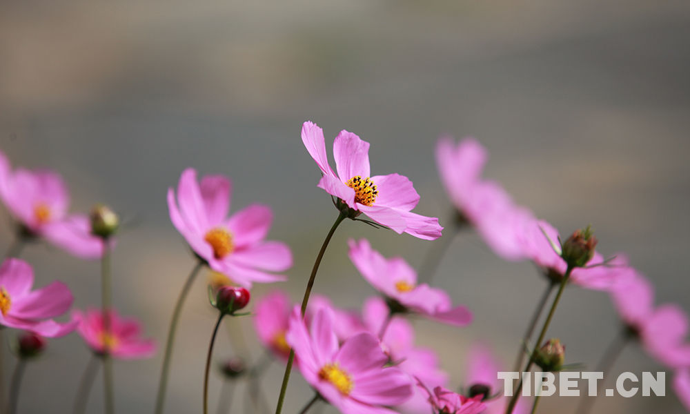 Les fleurs kelsang du monastère Sangngak