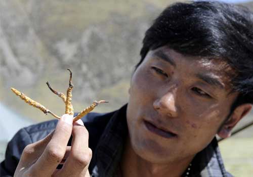 cordyceps