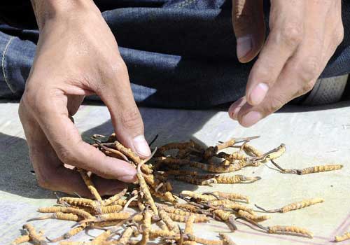 cordyceps