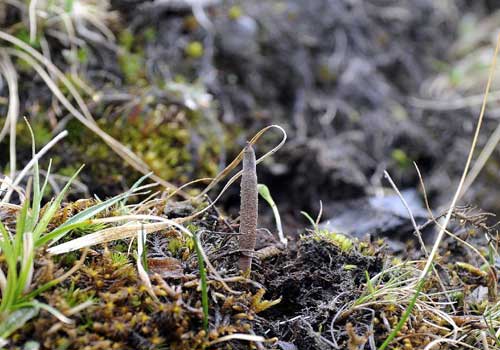 cordyceps