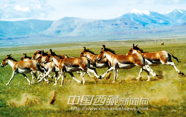 Ane sauvage du Tibet dans les prairies de Qiangtang