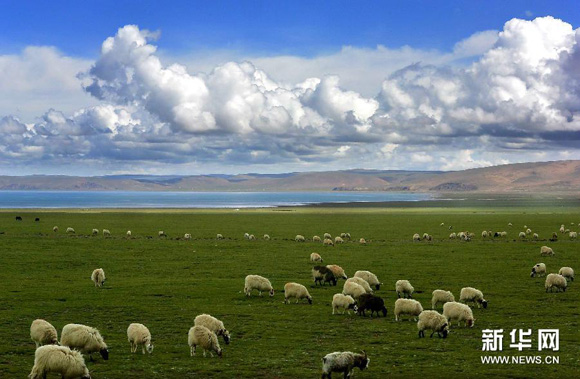 Un troupeau de moutons sur la prairie près du lac Namco.