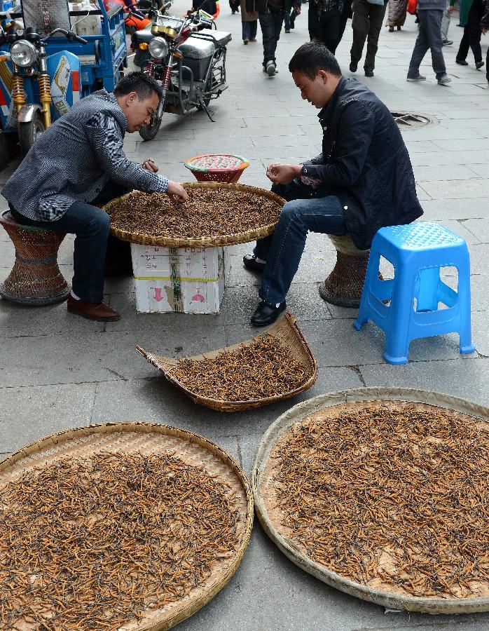 La haute saison de la vente du cordyceps sinensis au Tibet