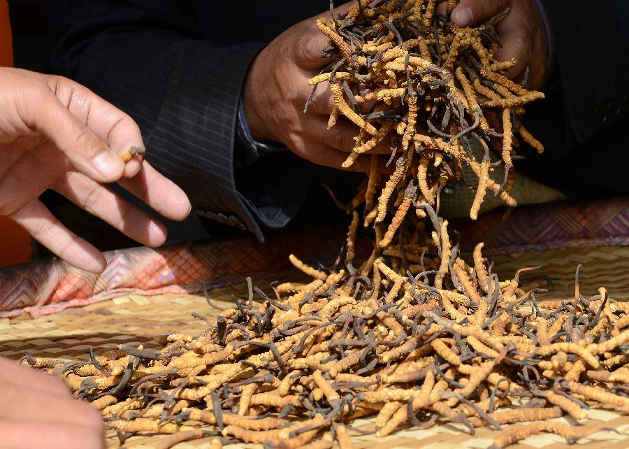 La haute saison de la vente du cordyceps sinensis au Tibet