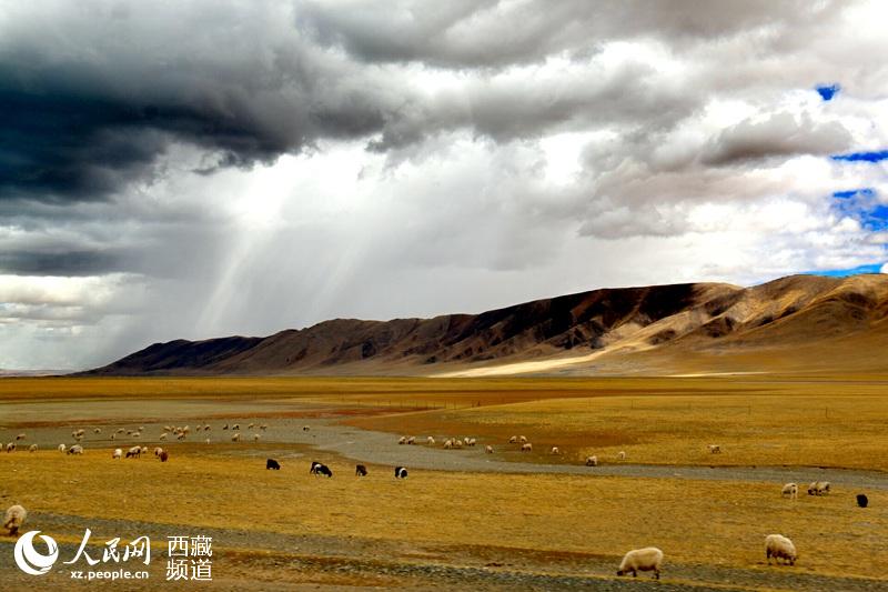 La prairie Bangoin du lac Namtso