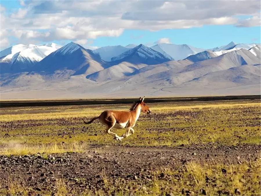 La beauté sauvage de quatre régions désertes en Chine