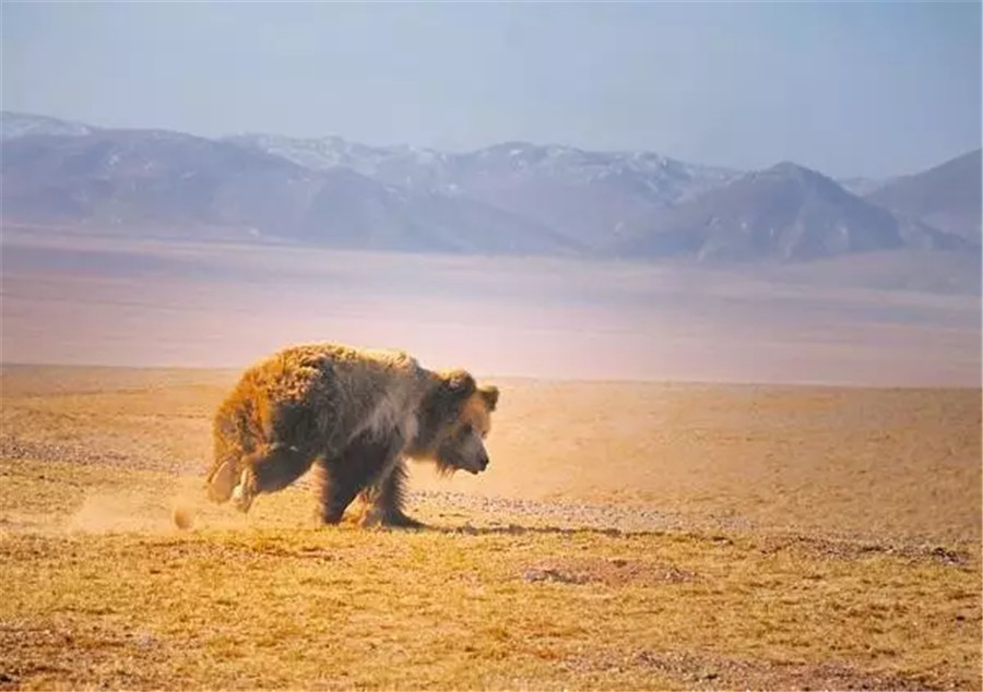 La beauté sauvage de quatre régions désertes en Chine